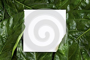 Paper mockup white card on a Noni leaves or Morinda Citrifolia.
