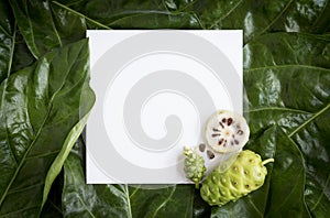 Paper mockup white card on a Noni leaves or Morinda Citrifolia b