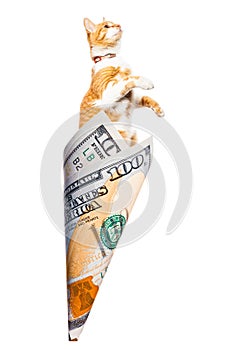 Paper money bag out of one hundred dollars with red cat inside