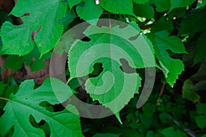 Paper mulberry's green leaves(Broussonetia papyrifera foliage)