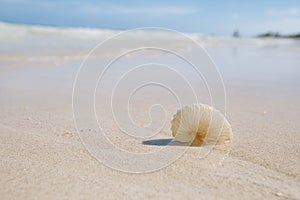 Paper nautilus sea shell on golden sand beach in  soft sun light