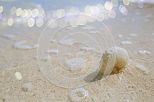 Paper nautilus shell with glitter sea wave on a beach