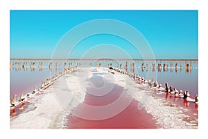Paper photo. Beautiful view of pink lake on summer day