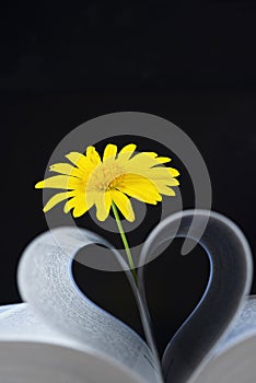 Paper roll into heart shape with daisy