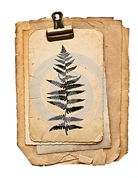 Paper sheets clip isolated white background Fern plant drawing