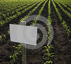 Paper signboard on agricultural land with young sprouts, field with nameplate Plant nametag-board, concept of eco farm