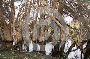 Paper Tree Reflections