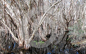 Paper Trees in Western Australia