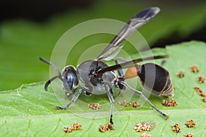 A paper wasp