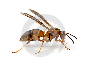 Paper Wasp