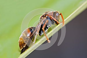 Paper Wasp