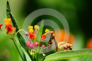 Paper Wasp