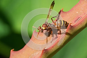 Paper wasp in aloe leaf
