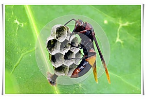 Paper Wasp building a nest