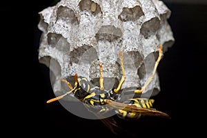 Paper wasp building nest