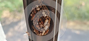 Paper wasp colony being built by the worker wasps