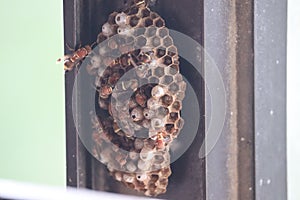 Paper wasp colony being built by the worker wasps
