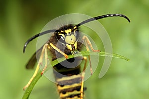 Paper wasp drinking water