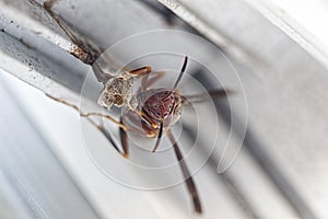 Paper Wasp Face