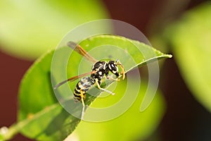 Paper wasp at green leaves macro
