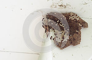 Paper wasp, Hymenoptera, Omnivorous on nest colony under house roof