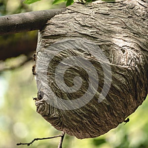 Paper Wasp Leader Protecting Large Hive in Natural Setting