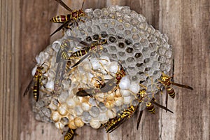 Paper Wasp Nest