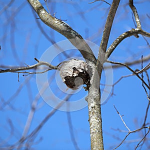 Paper Wasp Nest