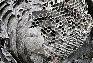 Paper wasp nest