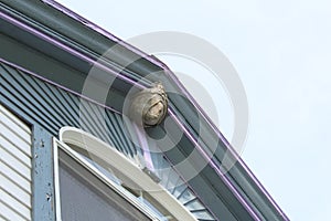 Paper wasp nest attached to the roof peak of an old house