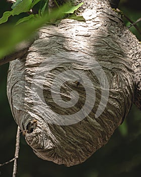 Paper Wasp Nest Built in Forest Tree Branch