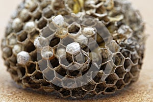 A paper wasp nest that has been broken open showing its hexagonal cells