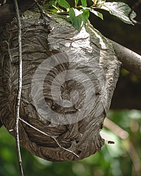 Paper Wasp Nest Hive with Two Openings Built in Tree