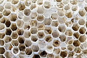 Paper Wasp Nest