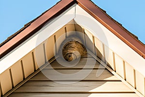 Paper wasp nest on triangular roof siding