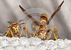 Paper Wasp Perched