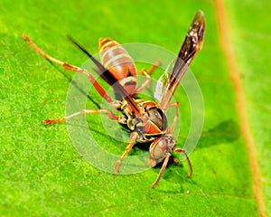 Paper Wasp