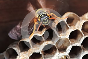 Paper Wasp sitting on cell nest