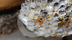 Paper Wasp sitting on nest