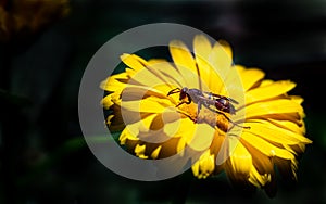 A paper wasp on a yellow flower.