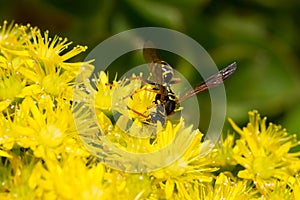 A paper wasp on yellow Senecio flowers