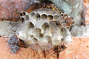 Paper wasps building colony at brick wall