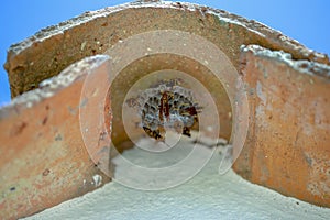 Paper wasps building a nest under a Spanish roof tile