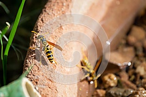 Paper Wasps collecting water  1