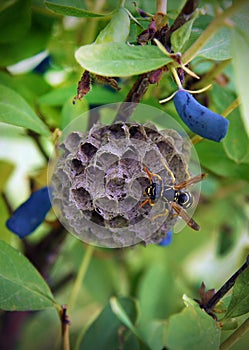 Paper wasps construct nest