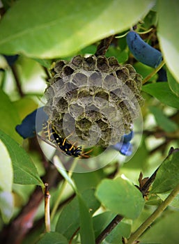 Paper wasps construct nest