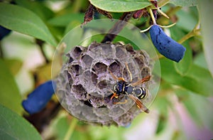 Paper wasps construct nest