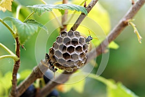 Paper wasps construct nest photo