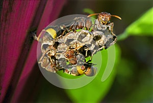 Paper wasps on larvae cells