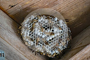 Paper Wasps on nest